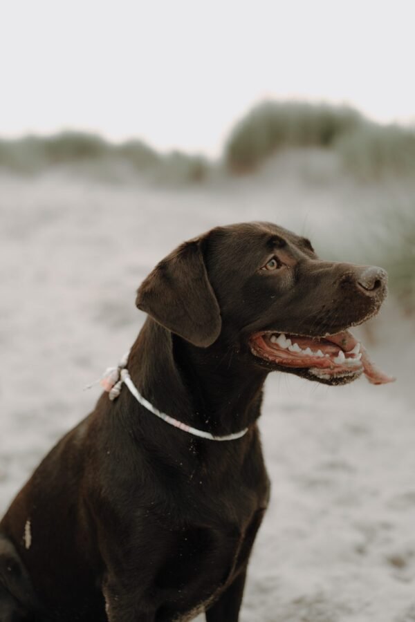 Indi necklace - Afbeelding 2